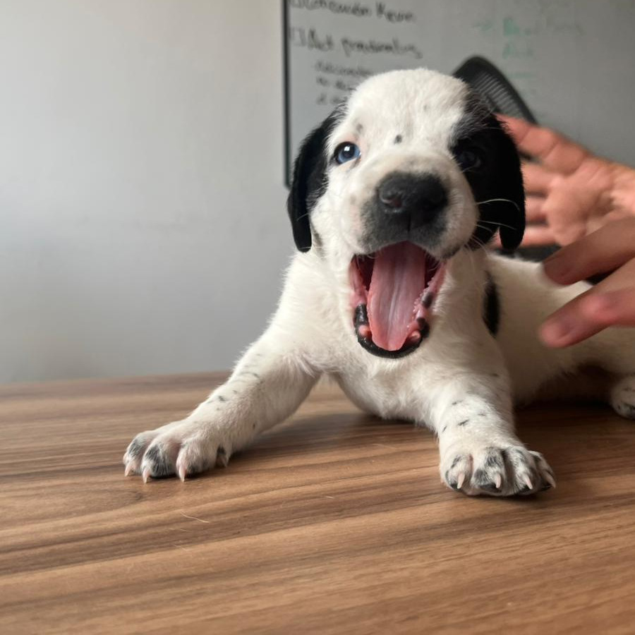 HERMOSO CACHORRITO | Raza Mestizo | En Adopción