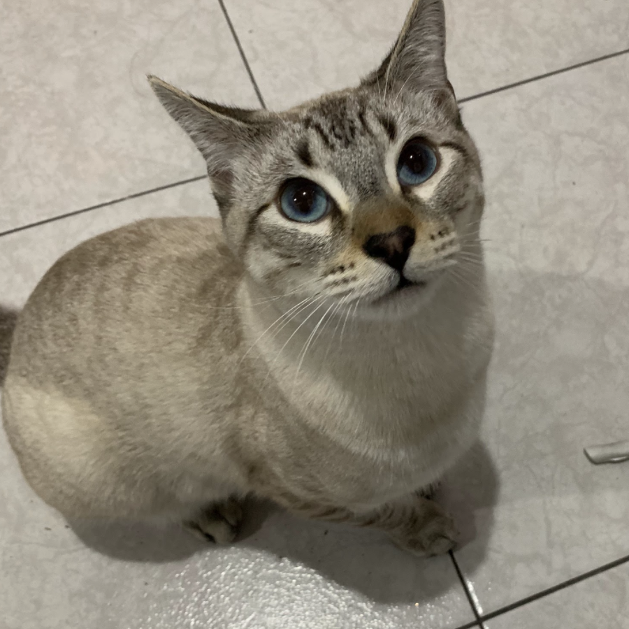 CHELSEA SNOW | Raza Aslan o Siamés moderno, punto tabby | Perdido