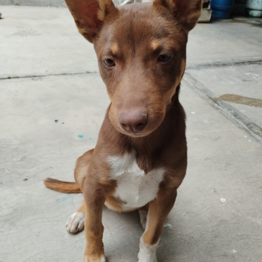 ALMENDRA | Raza Mestiza | Perdida