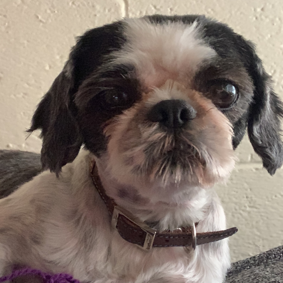 MATRIX O MATI | Raza Shih Tzu  | Final Feliz