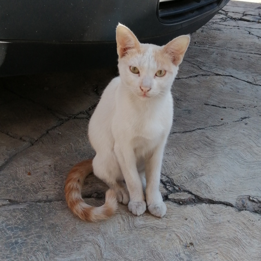 CHESTER | Raza Doméstico Américano de Pelo Corto | En Adopción