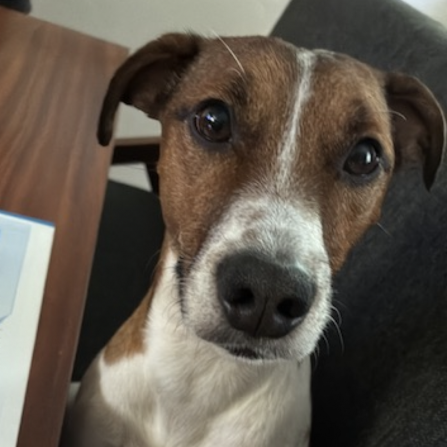 KIPPER | Raza Jack Russell Terrier | Final Feliz