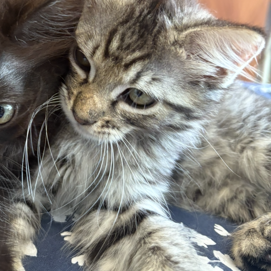 BETITO | Raza Doméstico Américano de Pelo Corto | Perdido