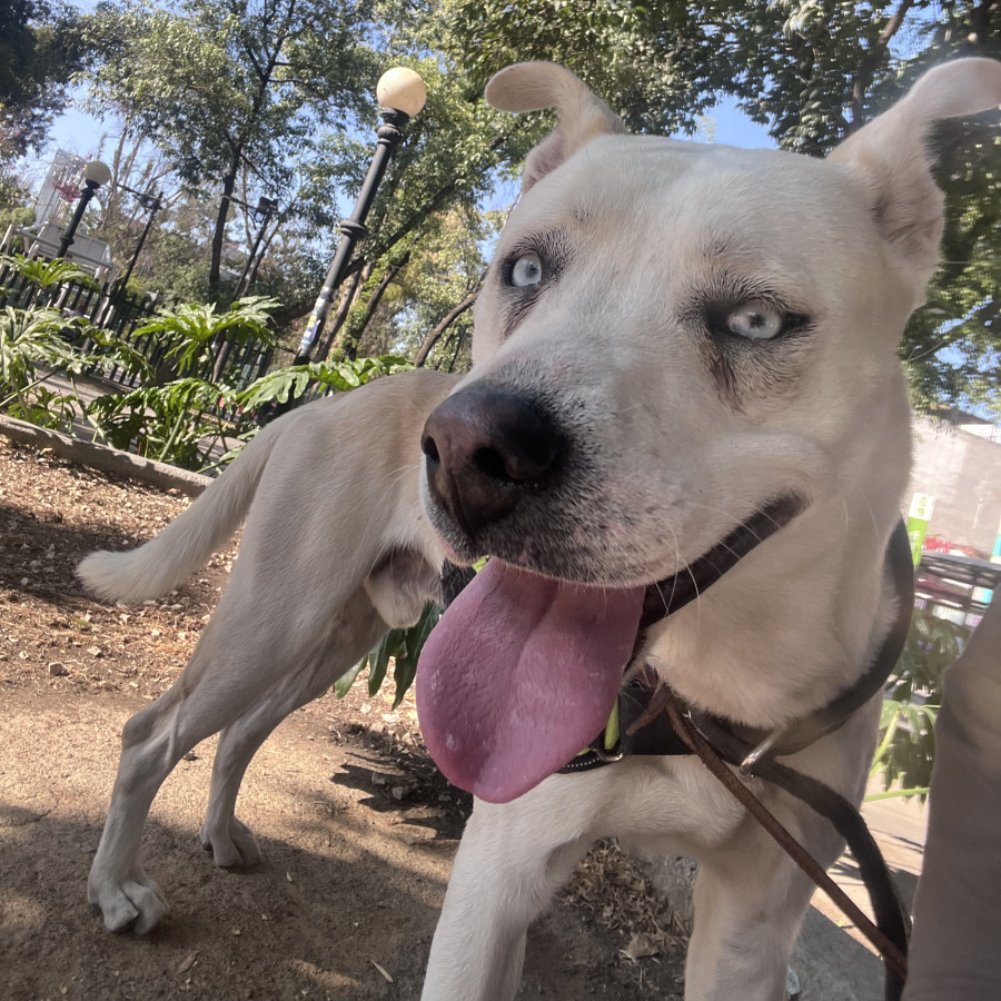  | Raza Mestizo, cruza de American Pitbull Terrier | Encontrado