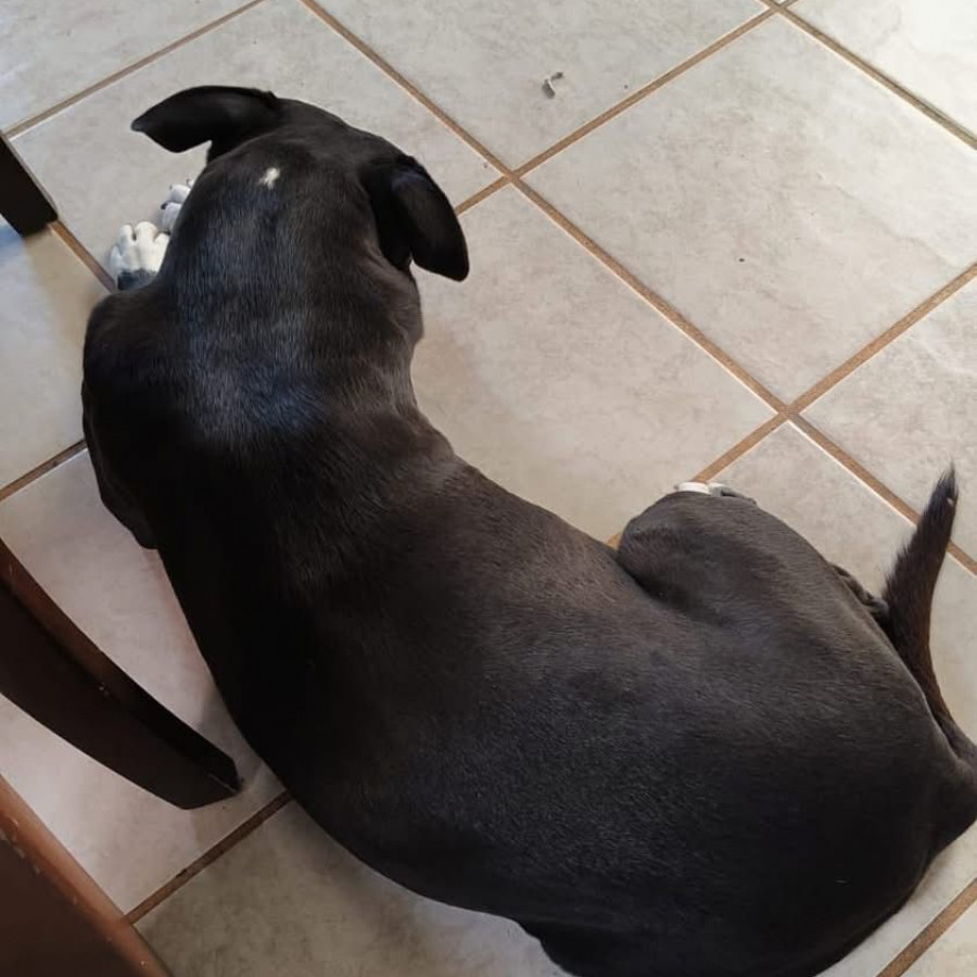 ARY | Raza American Pitbull Terrier | Perdida