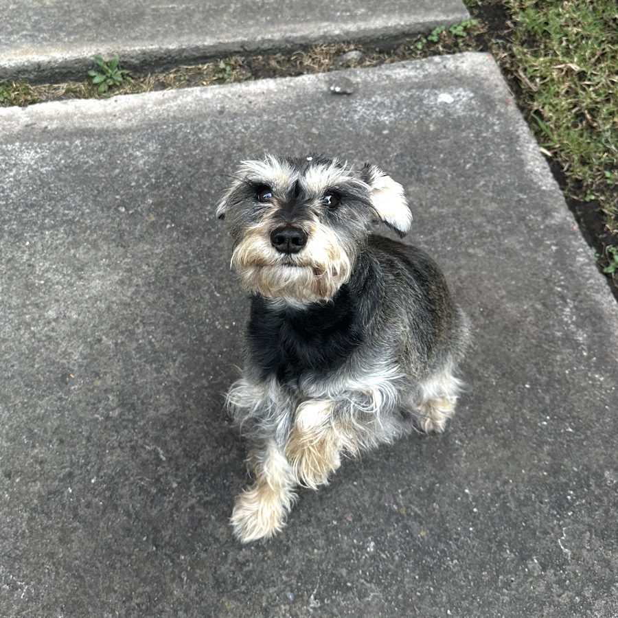 CAMILA | Raza Schnauzer | Final Feliz