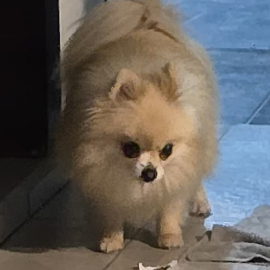 MAGA | Raza Pomerania | Perdida