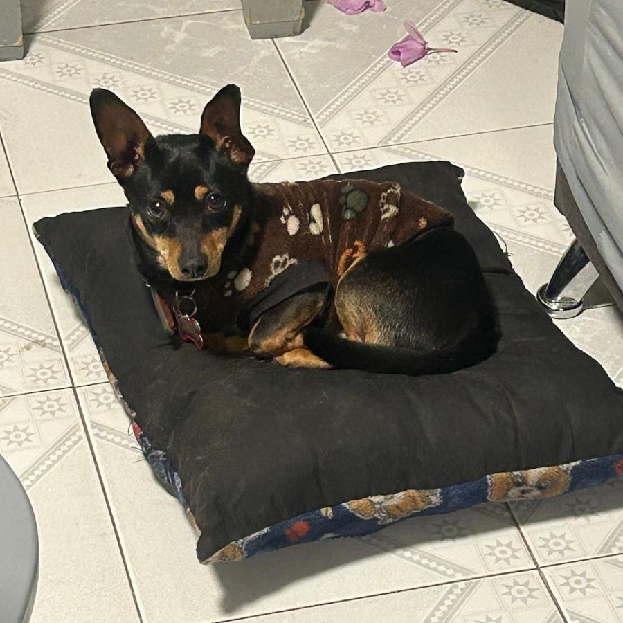 CHOCORROL | Raza Chihuahua | Perdido