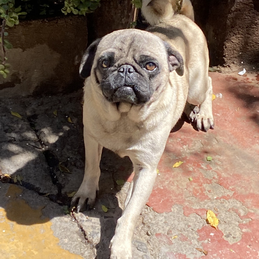 ROCO | Raza Pug o Carlin | Perdido