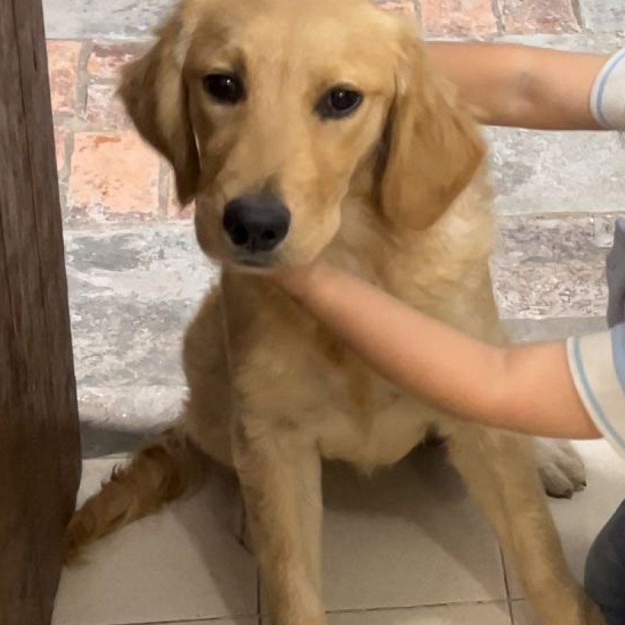 CANELA | Raza Golden Retriever  | Perdida