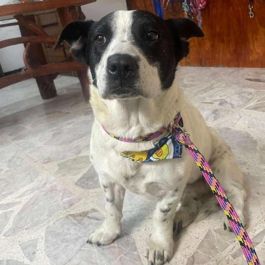 VAQUITA | Raza Mestiza | En Adopción