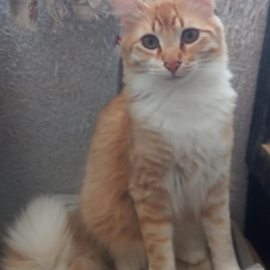 BICHOTE | Raza Doméstico Americano de pelo semilargo | En Adopción