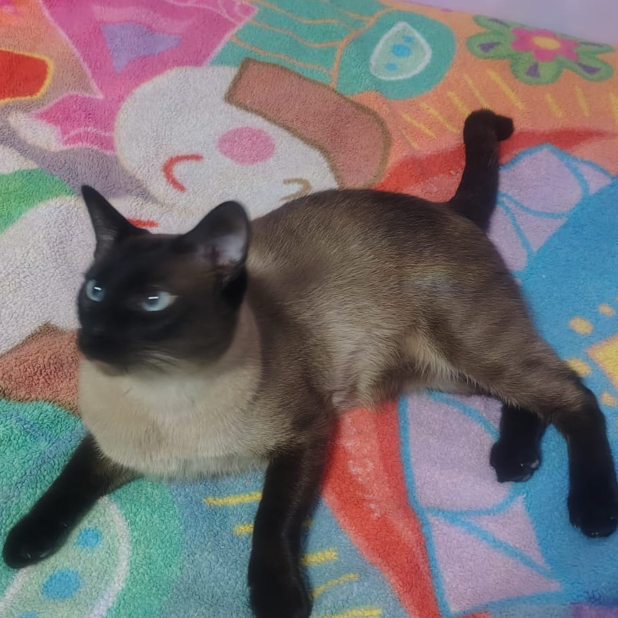 MIAURICIO | Raza Siamés Punto Foca | Final Feliz