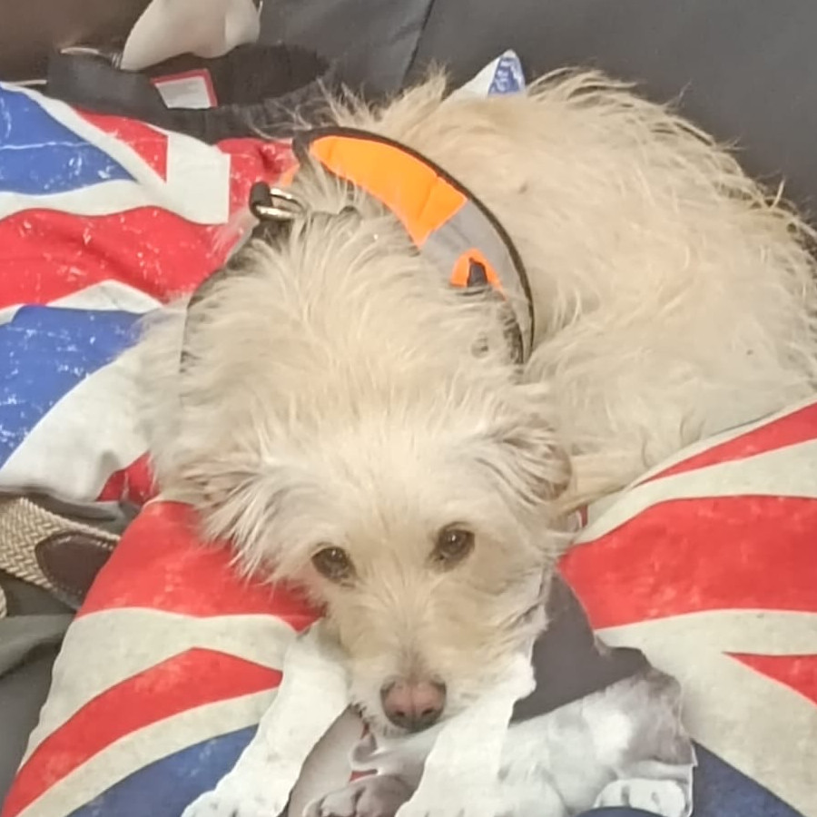 COCO | Raza Mestiza | Perdida