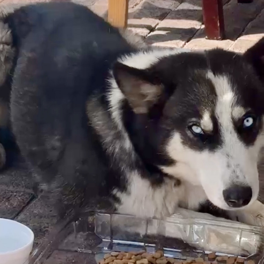  | Raza Mestizo, cruza de Husky Siberiano | Encontrado