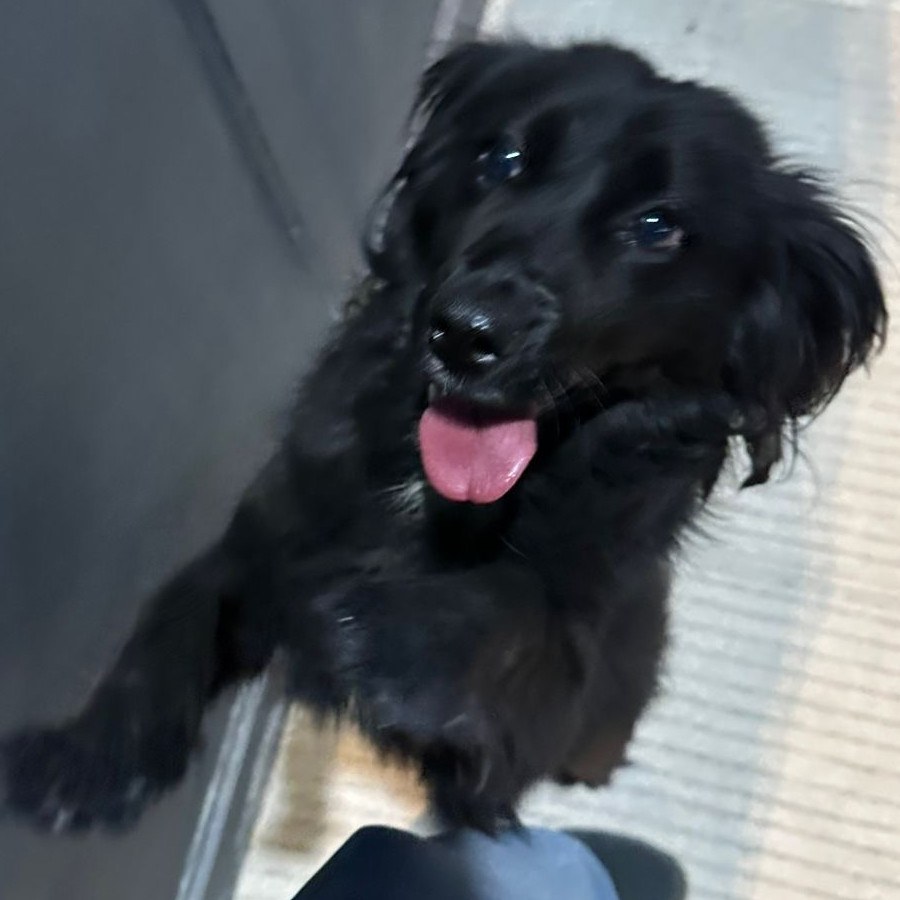  | Raza Mestiza | Encontrada