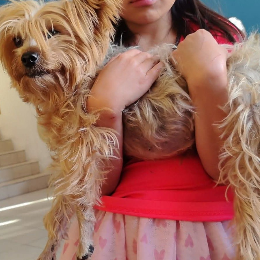 | Raza Yorkshire Terrier (Yorkie) | Encontrada