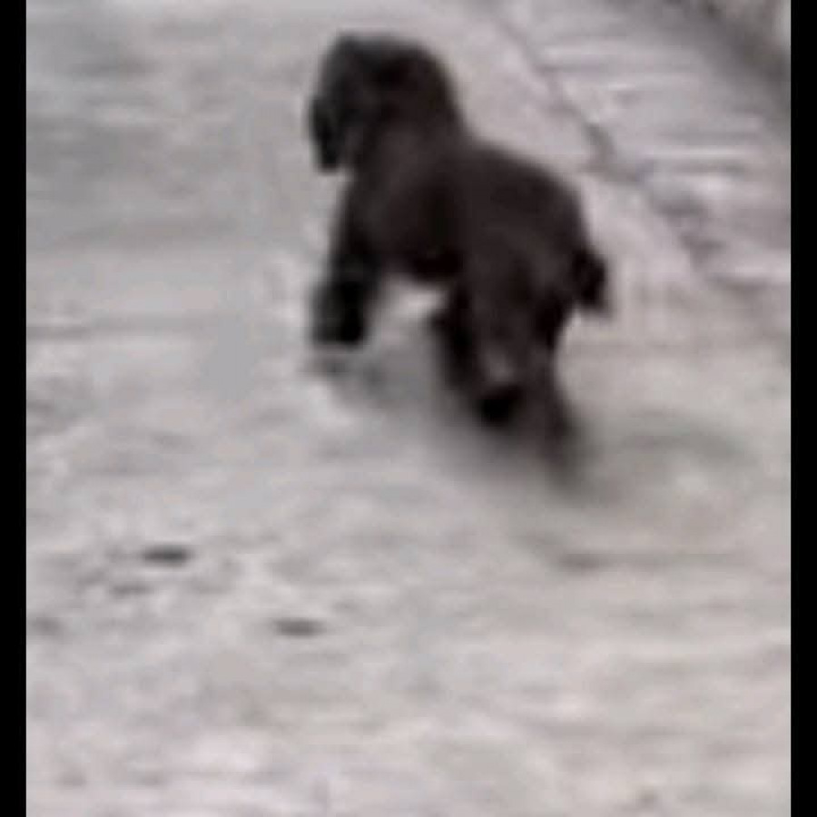 LUPITA | Raza French Poodle o Caniche | Perdida