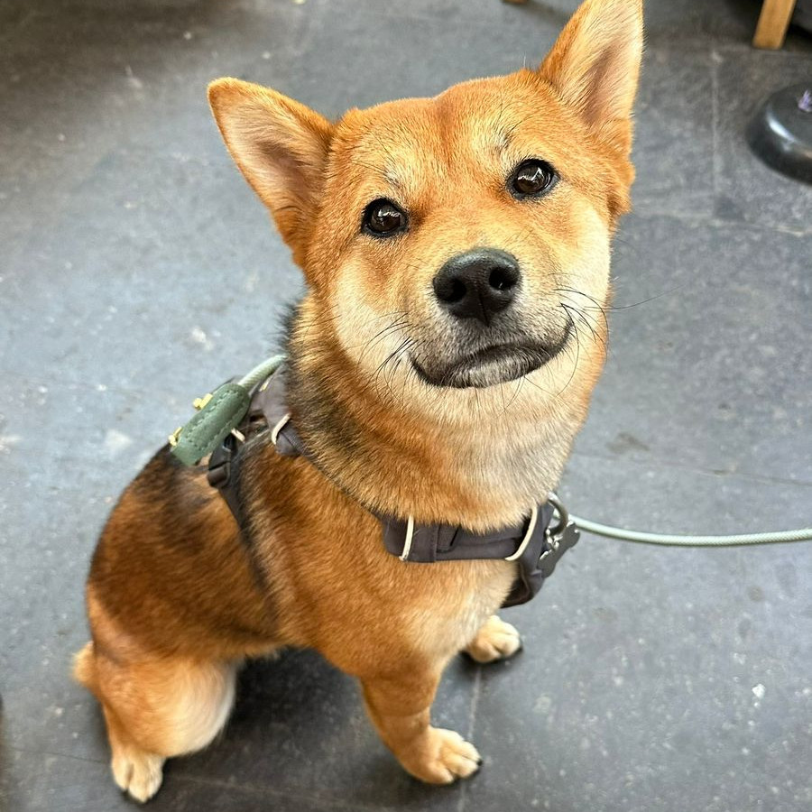 HACHI | Raza Shiba Inú | Final Feliz