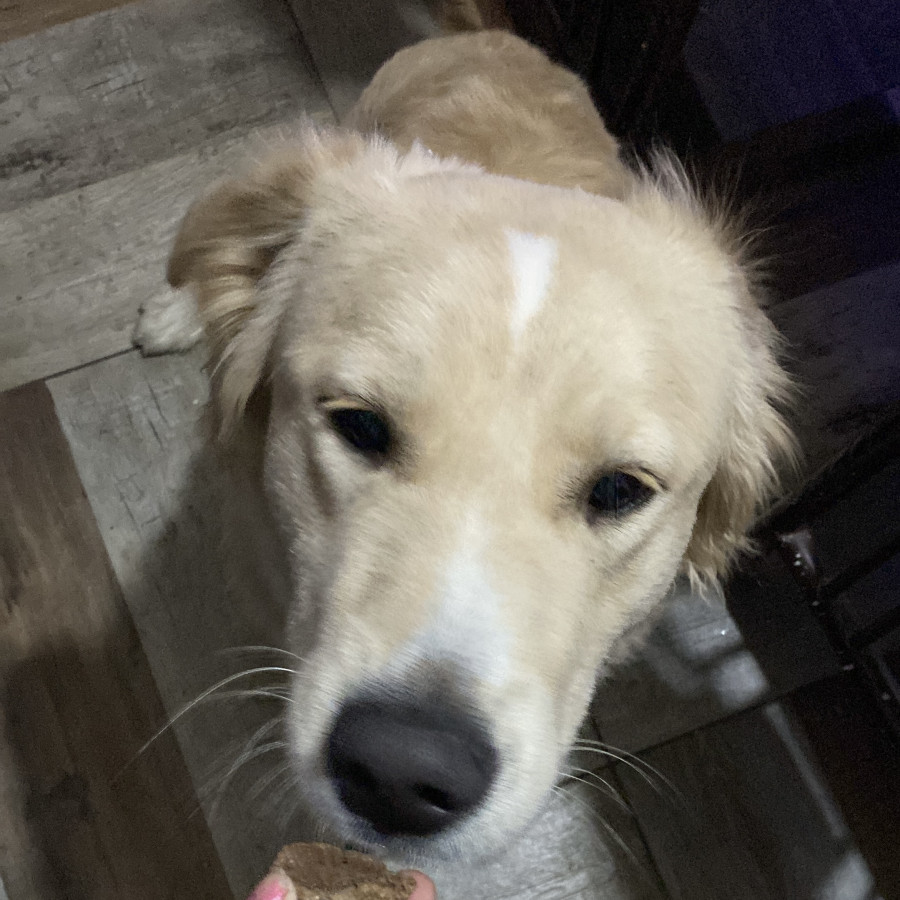 TILÍN | Raza Mestizo, cruza de Labrador con Golden | En Adopción
