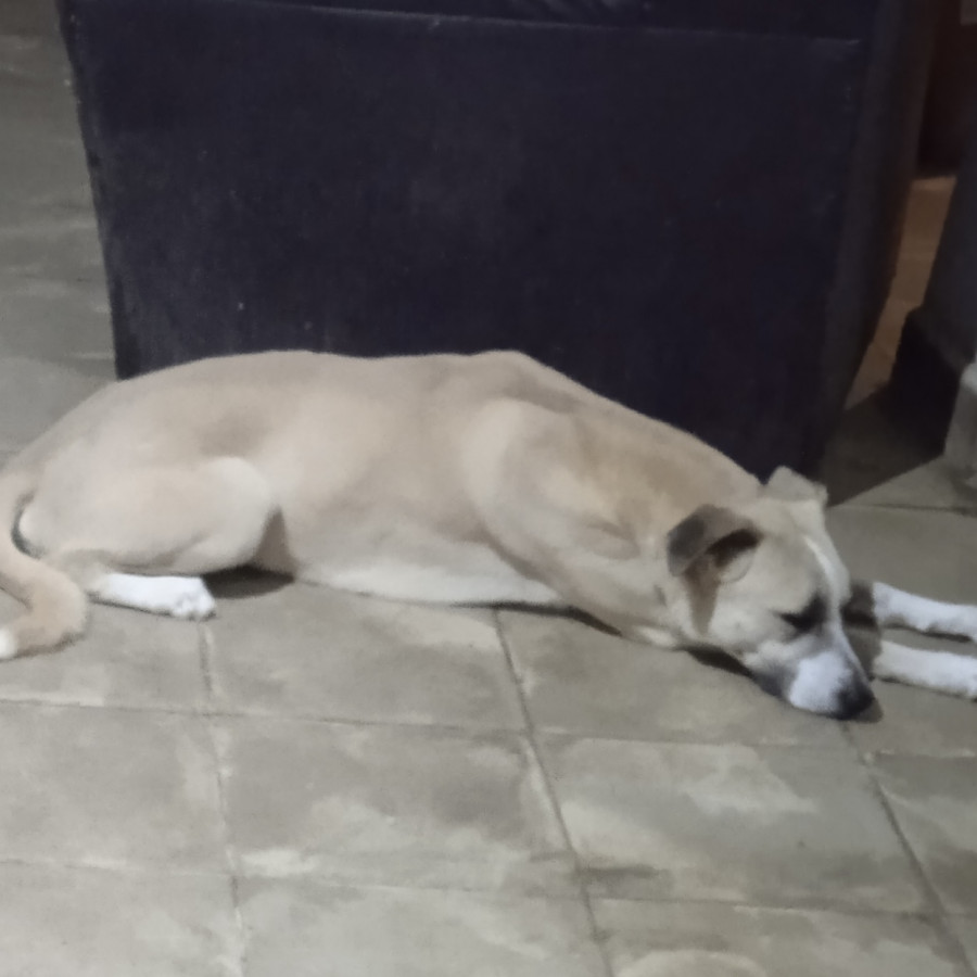 LUCAS | Raza Mestizo | Perdido