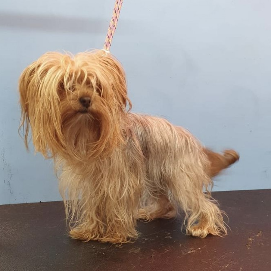 COOKIE | Raza Yorkshire Terrier (Yorkie) | Perdida