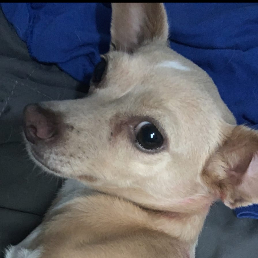 MAKA | Raza Chihuahua | Perdida