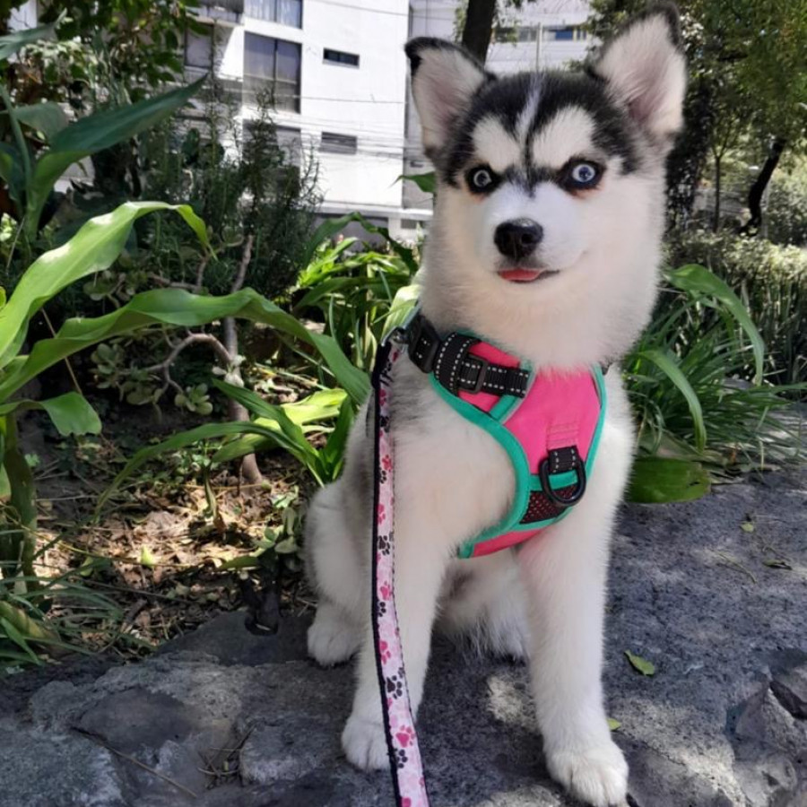 LULÚ | Raza Pomsky | Perdida