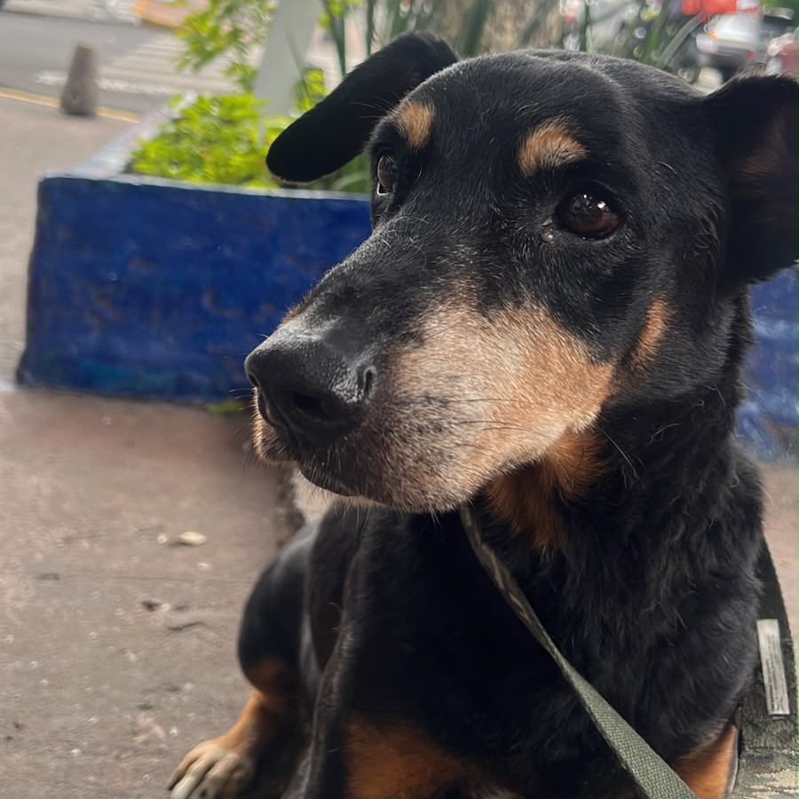  | Raza Mestizo, cruza de Pinscher Miniatura | Encontrado