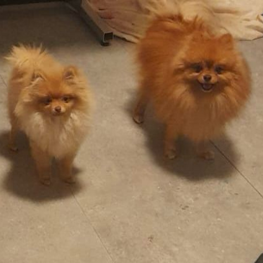TIMÓN | Raza Pomerania | Perdido