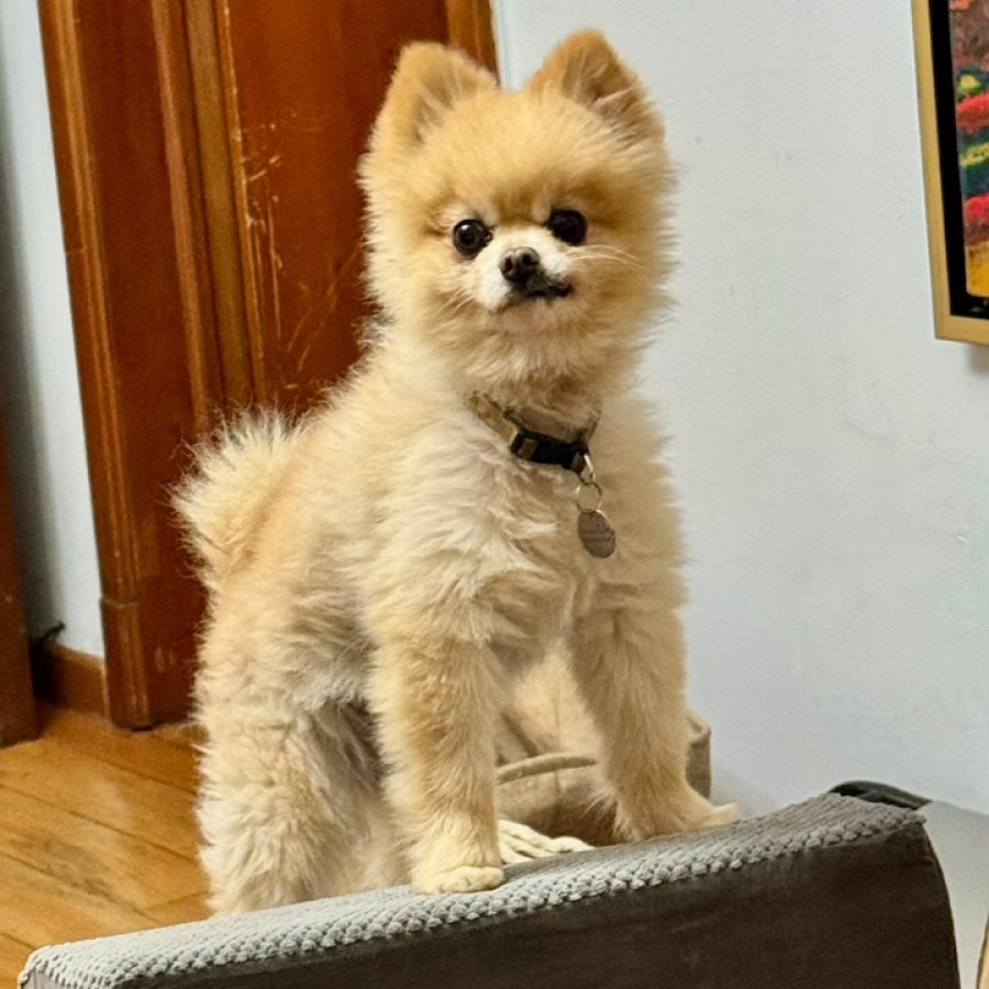 PAKAL | Raza Pomerania | Perdido