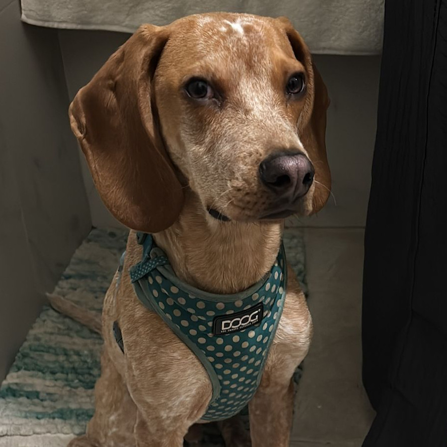 PARDO | Raza Mestizo, posible cruza de Beagle | En Adopción