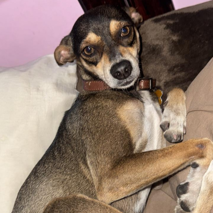 CHOCORROL | Raza Mestizo | Perdido