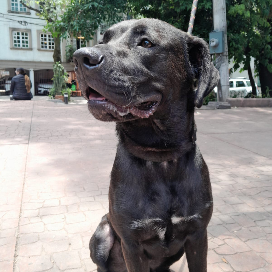  | Raza Mestizo, cruza de Labrador | Encontrado