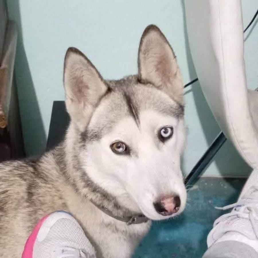 BOTAS | Raza Husky Siberiano | Perdida