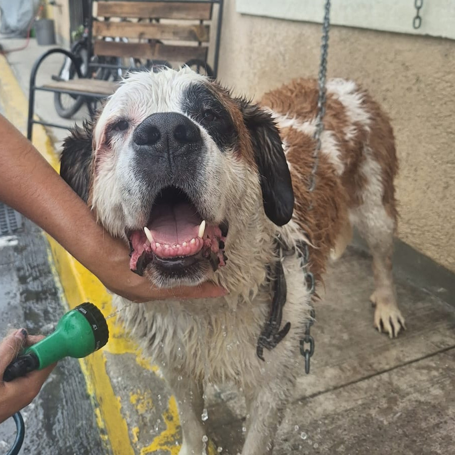 DANTE | Raza San Bernardo | En Adopción