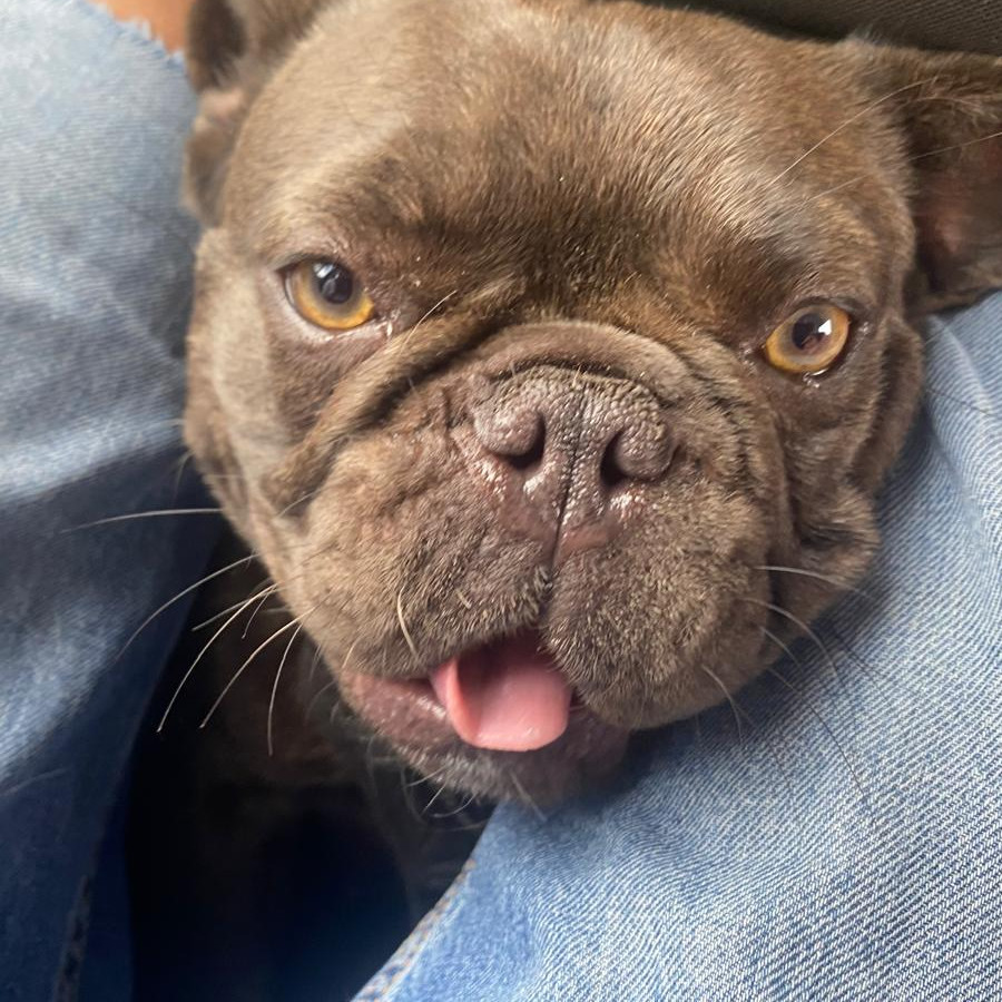 BIMBA | Raza Bulldog Francés  | Perdida