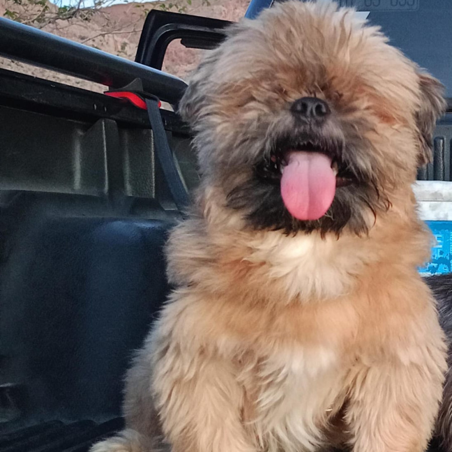 NICKY | Raza Shih Tzu  | Perdido