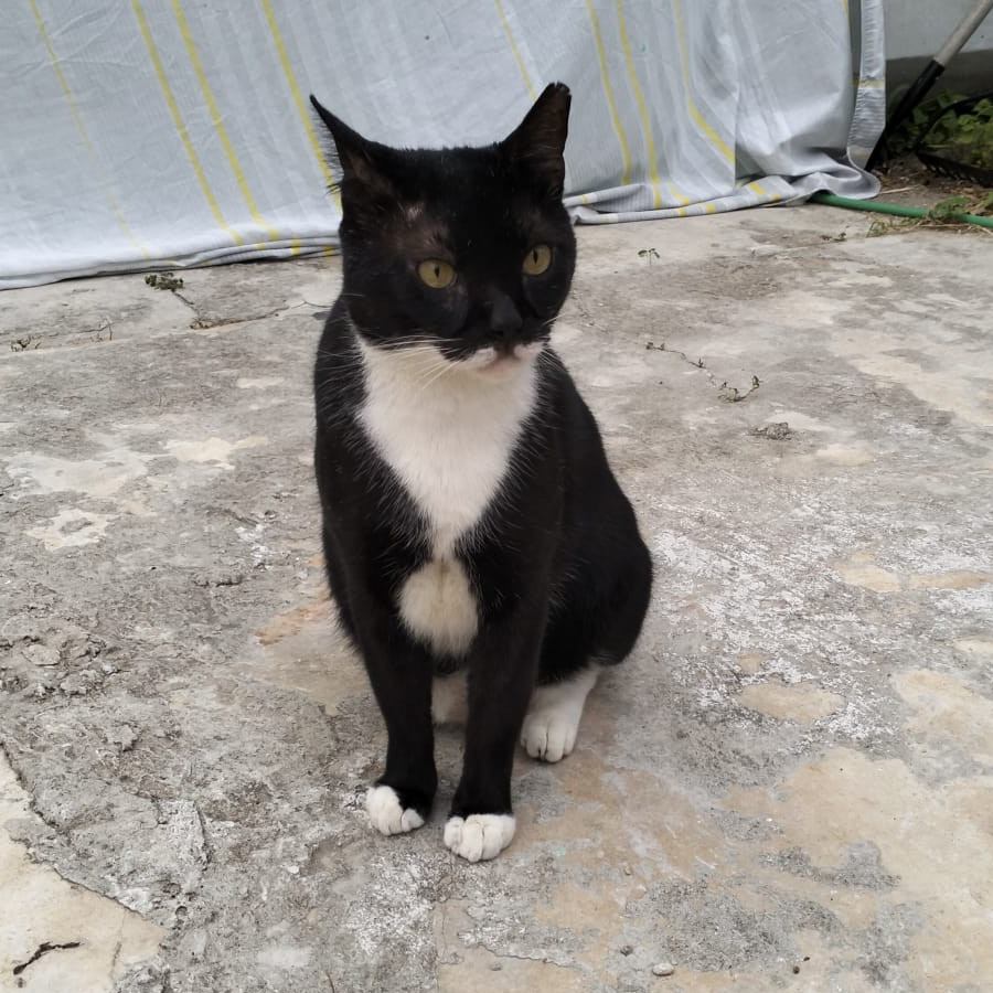 ATTOS | Raza Doméstico Américano de Pelo Corto | Perdido