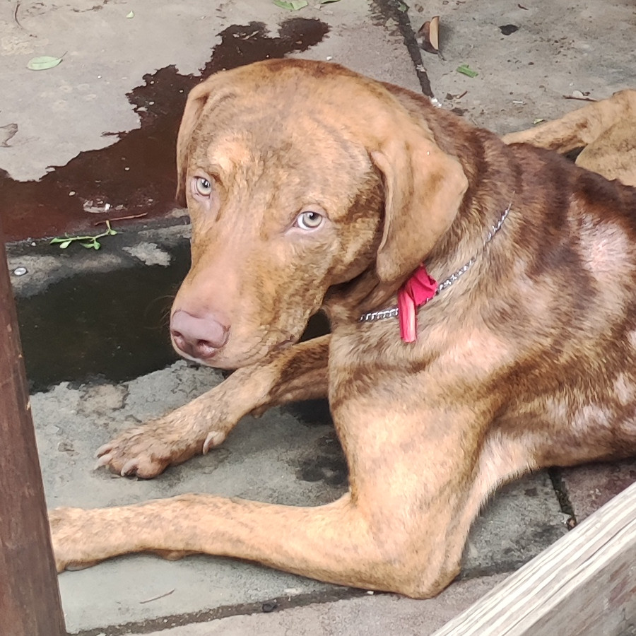  | Raza Mestizo,  cruza de Labrador | Encontrado