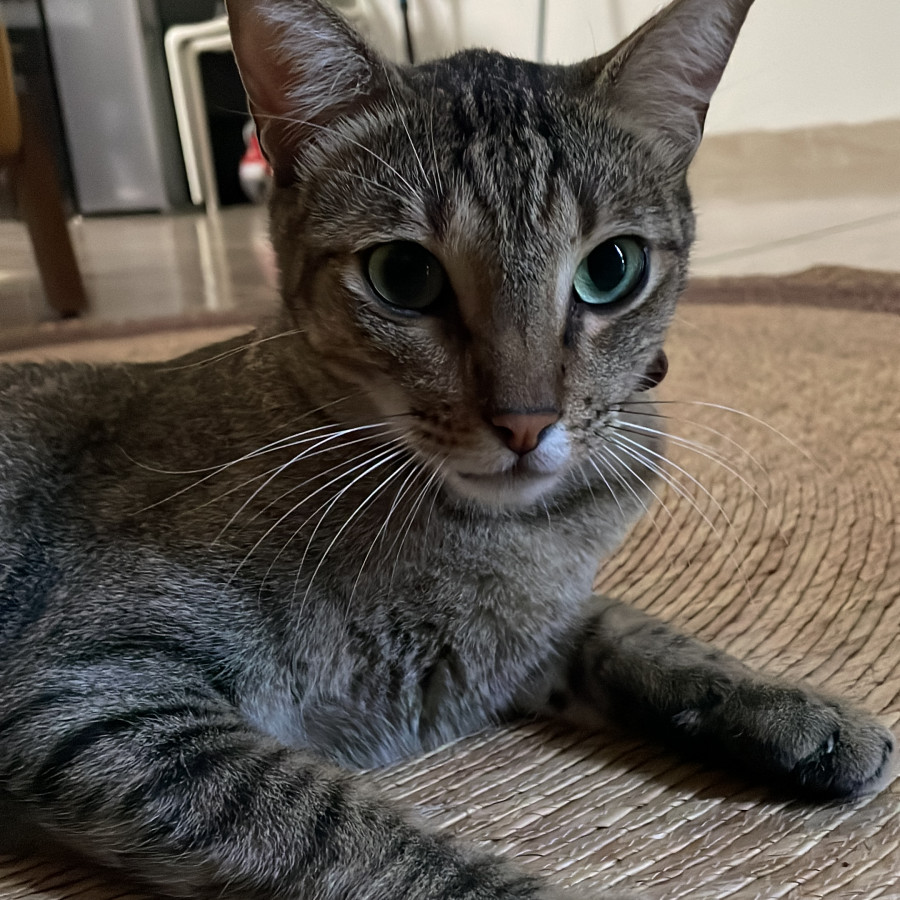 KINHA | Raza Doméstico Américano de Pelo Corto | En Adopción