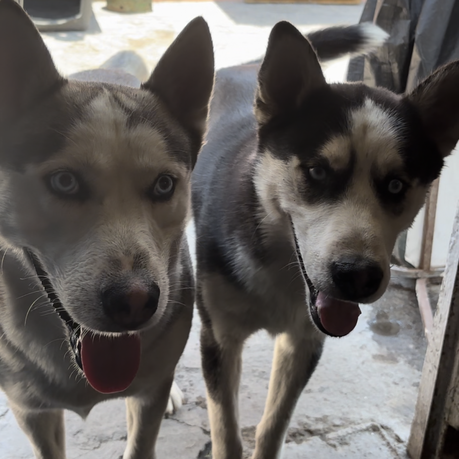 DANTE Y DOKI | Raza Husky Siberiano | Perdido