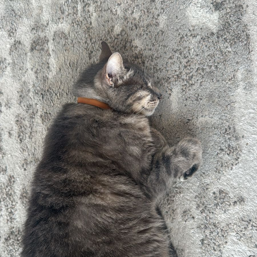 ADOLFA | Raza Doméstico Américano de Pelo Corto | Perdida