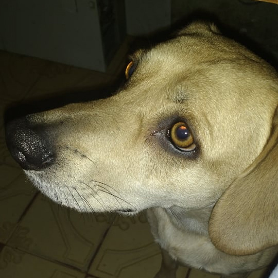 MAX | Raza Mestizo | Perdido