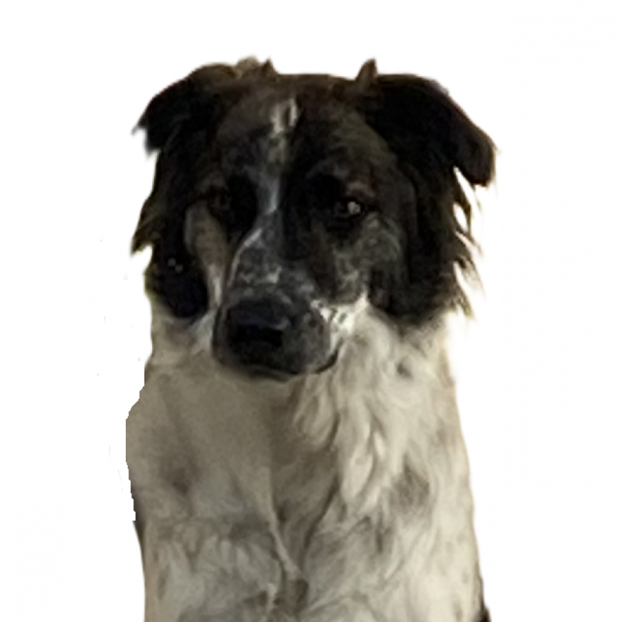 TIBÓN | Raza Mestizo | Perdido