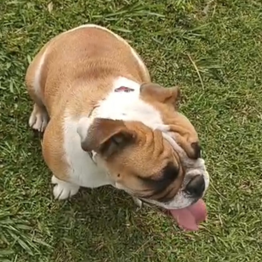 NAMI | Raza Bulldog Inglés  | Perdida