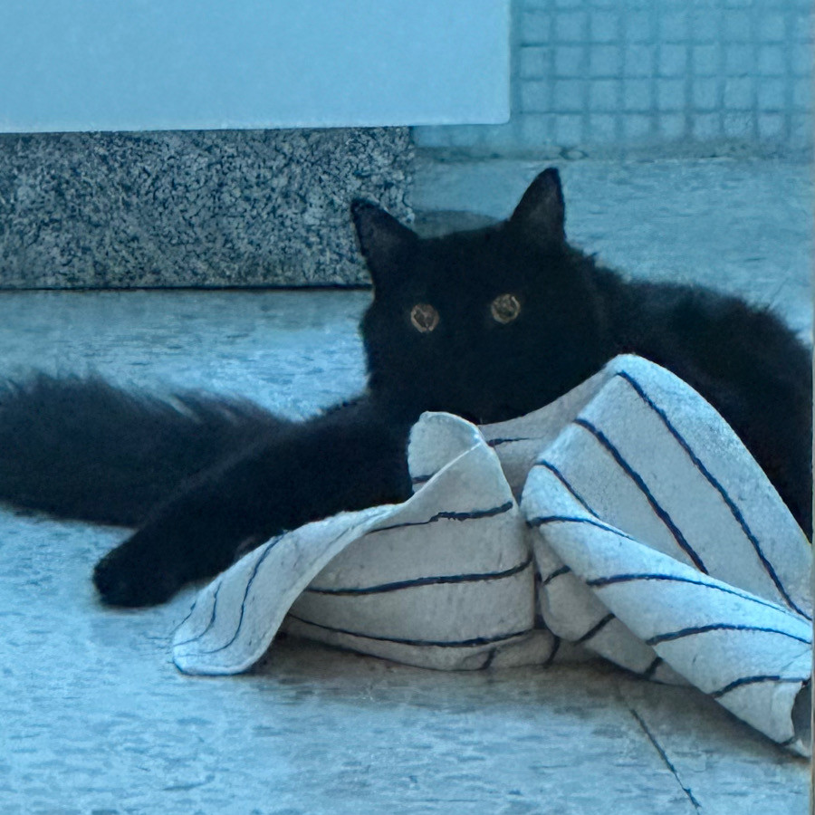 BENITO | Raza Angora Turco Negro | Perdido