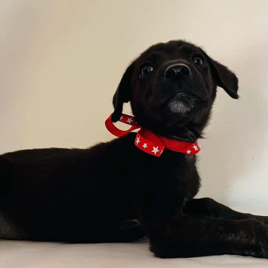 FRIJOLITO | Raza Mestizo, cruza de Labrador | En Adopción