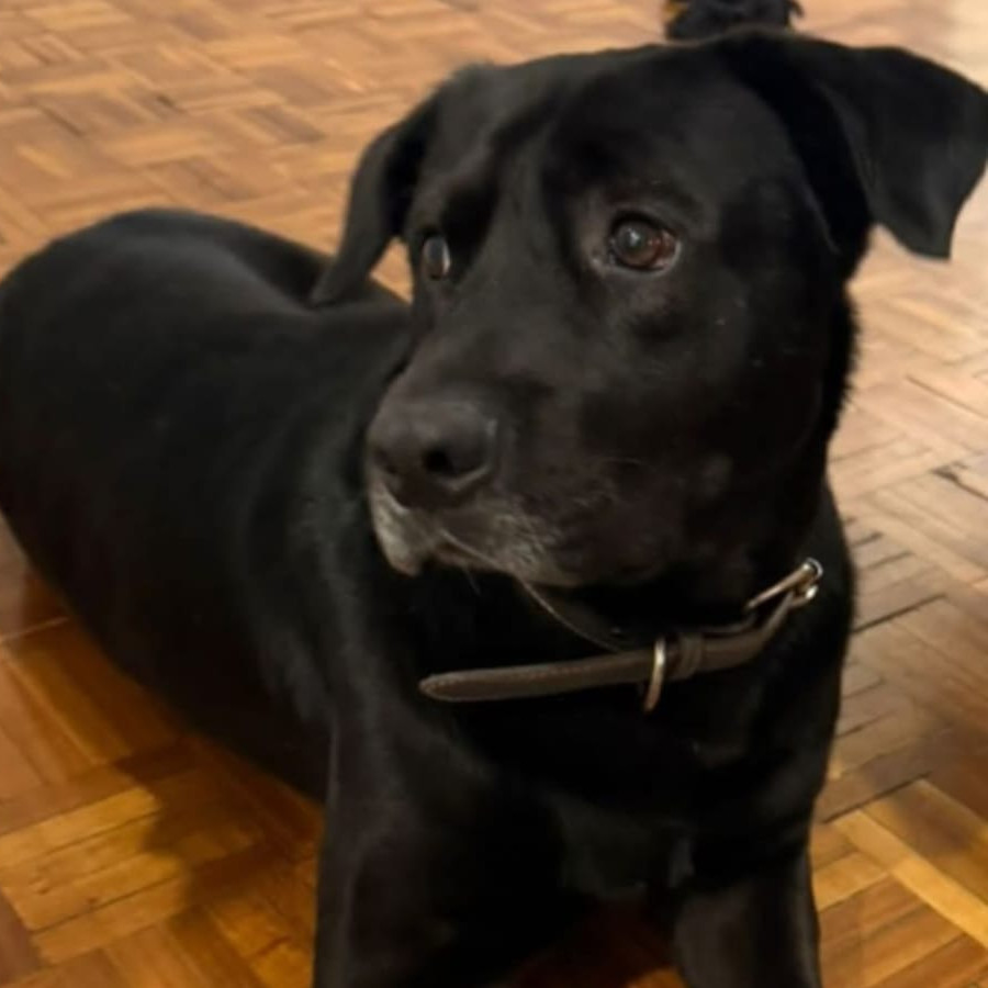  | Raza Labrador  | Encontrado