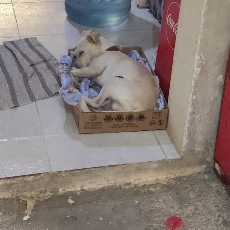  | Raza Mestizo, cruza de Chihuahua | Encontrado